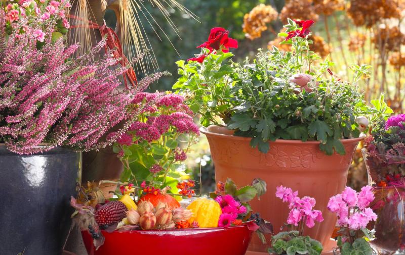Jesienne kompozycje na przytulny balkon i taras - rośliny i dekoracje