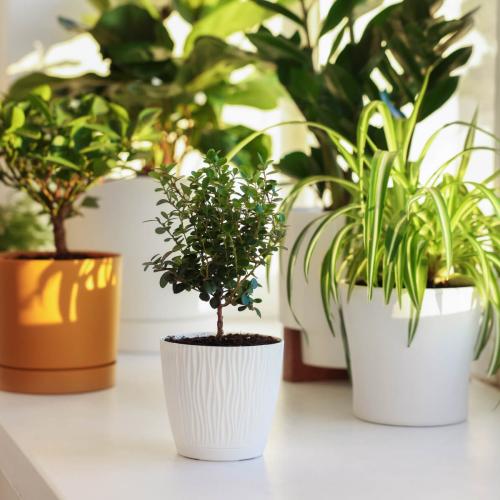 Doniczki ceramiczne czy plastikowe - które wybrać?