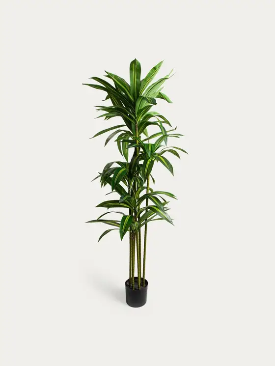 Roślina sztuczna GREENORA dracena 160 cm