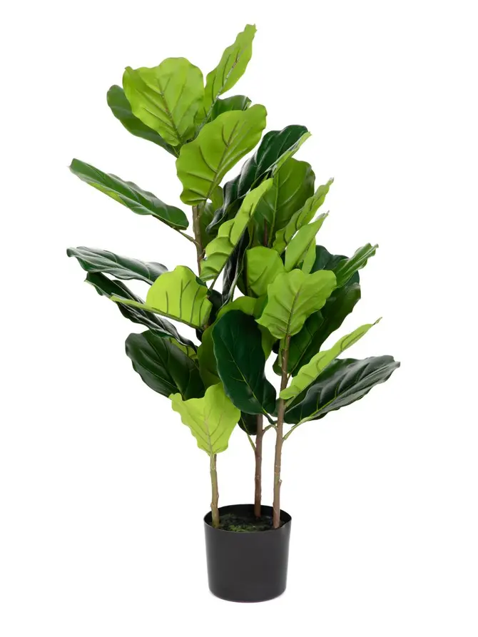 Roślina sztuczna BOTANIC figowiec 100 cm